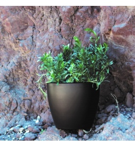 kaspo_strongyla__linea_mat_2